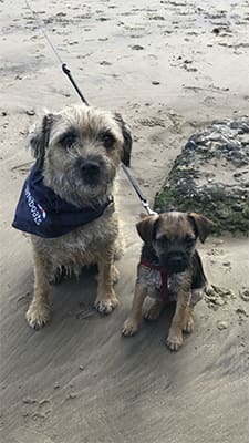 This is Badger and Ruby enjoying the beautiful beach in Filey Bay, North Yorkshire. Jo Findlay 